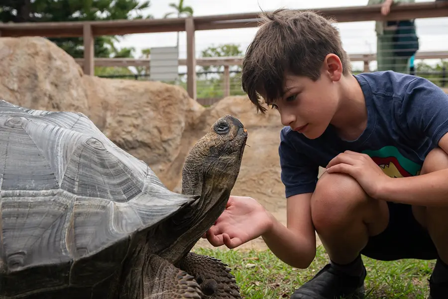 A young boy petting a Galapagos tortoise at the Naples zoo.